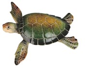 View Green Sea Turtle